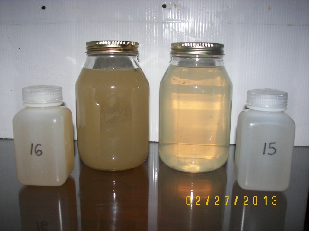 Samples of tile water collected 2/27/13 following 1.3" of rain. The jars on the right had gypsum applied at 1 ton/ac in the Spring of 2012.