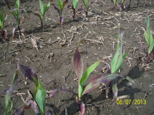 Closeup of purple corn at V3-4