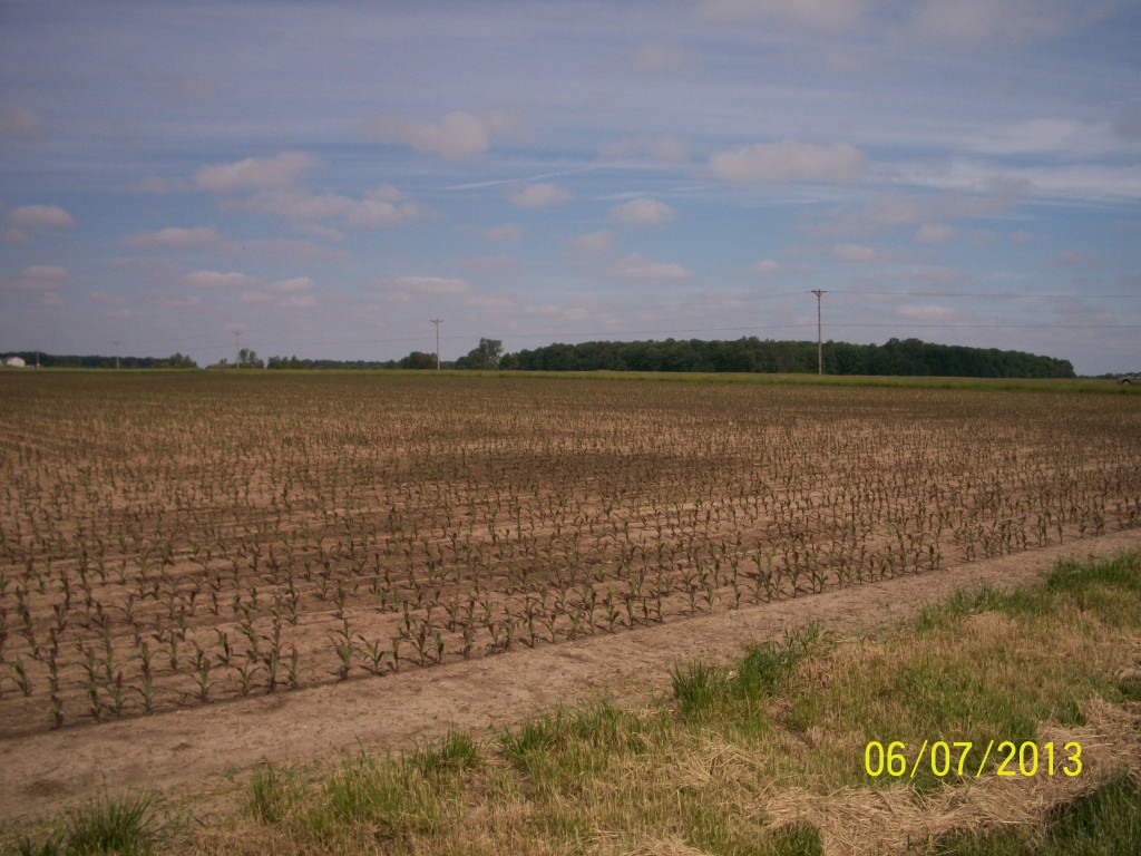 This farm has a consistent purple color.